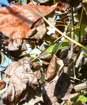 Liriodendron_03.jpg