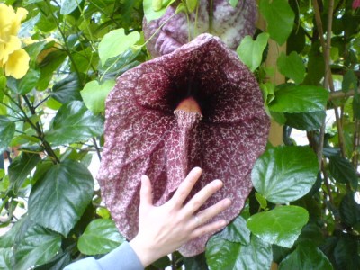 bei Piet Moerman 013.jpg