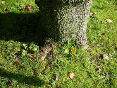 Liriodendron_04.jpg