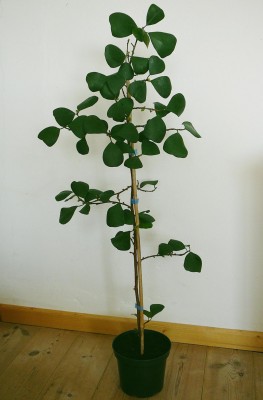Ficus_triangularis_01kl.jpg