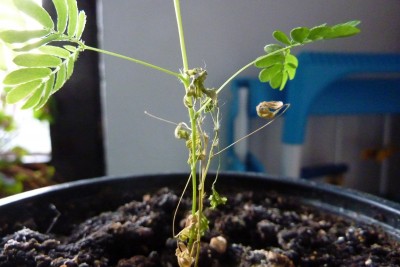 Mimose (2).JPG