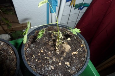 Mimose (1).JPG