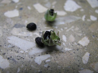Scilla Samen.jpg