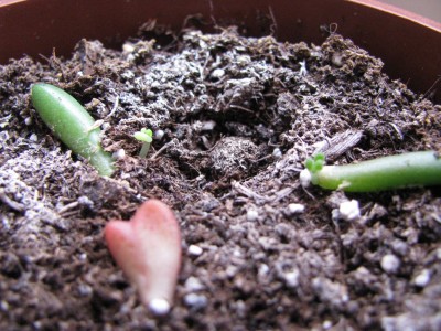 Sedum-Bobbel-Keimlinge.jpg