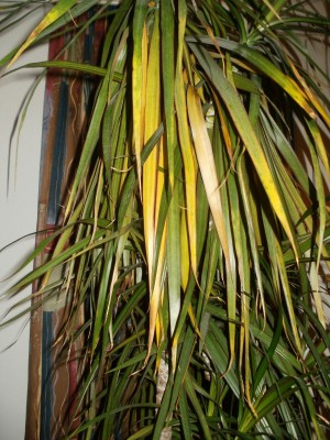 Dracaena 1.JPG