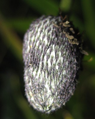 Bild green24 635.jpg