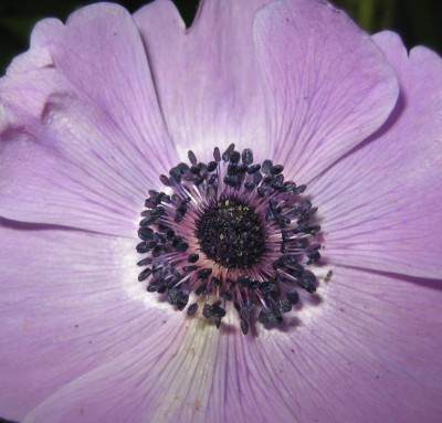 Bild green24 636.jpg