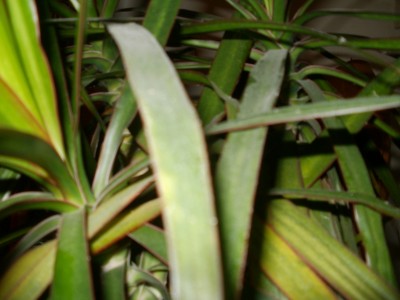 dracaena 5.JPG