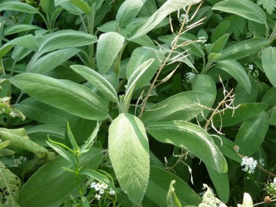 019 - Kopie (640x480).jpg