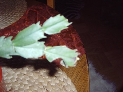 Epi und Schlumbi 017 klein.JPG