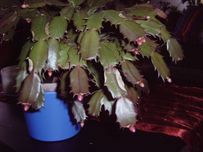 Epi und Schlumbi 013 klein.JPG