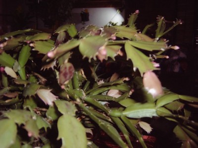 Epi und Schlumbi 012 klein.JPG