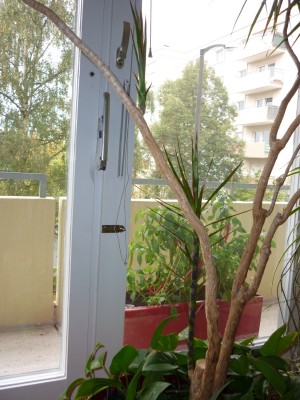 P1020105-dracaena-m.jpg