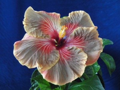 Tigerama 08-10-2011.JPG