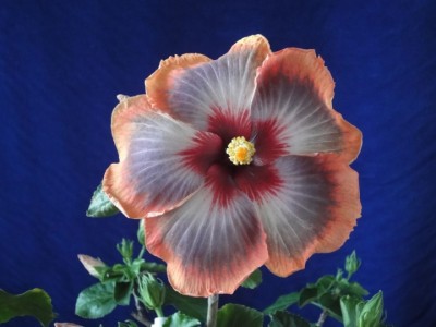 Fifth Dimension 08-10-2011.JPG