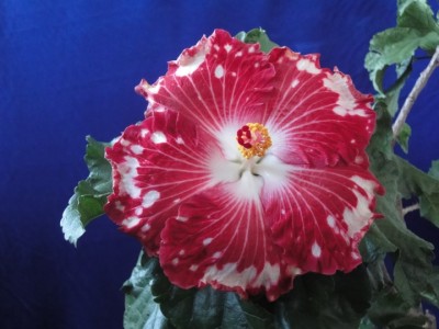 Cherry Appaloosa 08-10-2011.JPG