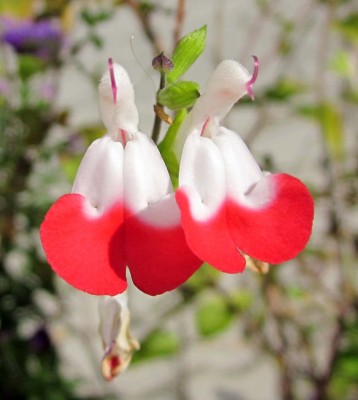 Salvia greggii Hot Lips_0738.jpg