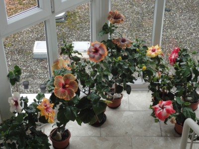 Hausflur 8.10.2011.jpg