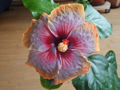 Dark Charm 08-06-2011.JPG