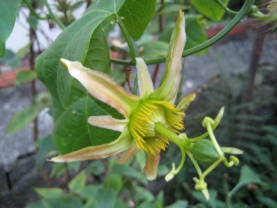 P.Herbertiana1.JPG