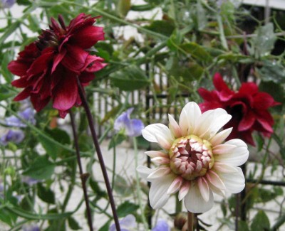 Dahlie Darkarin_0017.jpg