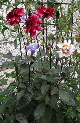 Dahlie Darkarin_0014.jpg