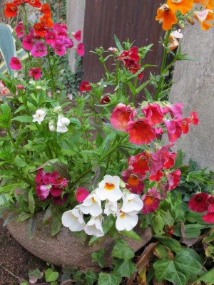 die 2. Aussaat der Nemesia.JPG