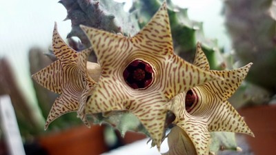 Stapelia.JPG