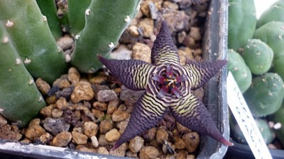 Stapelia cedrimontana.JPG