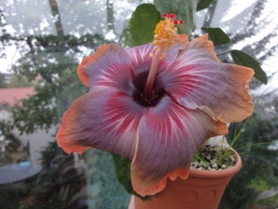 Dark Charm 08-10-2011.JPG