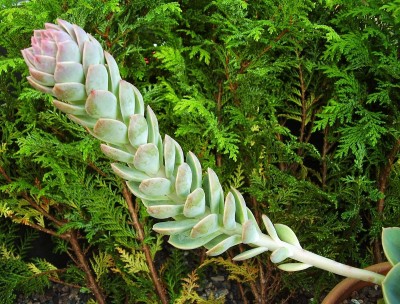 Echeveria 2010-253 (4).jpg