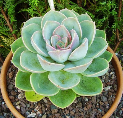 Echeveria 2010-253 (3).jpg
