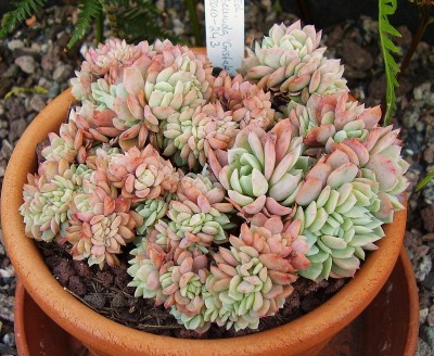 Echeveria 2010-243 (2).jpg