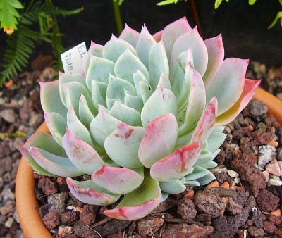 Echeveria 2010-245 (5).jpg