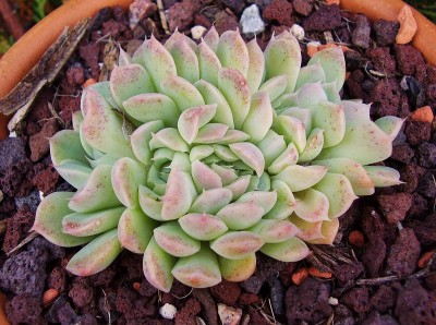 Echeveria 2010-241 (3).jpg