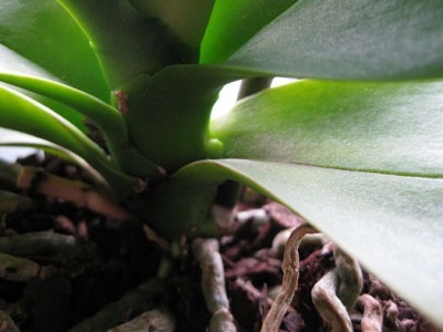 BlättchenPhal Neutrieb_0032.jpg