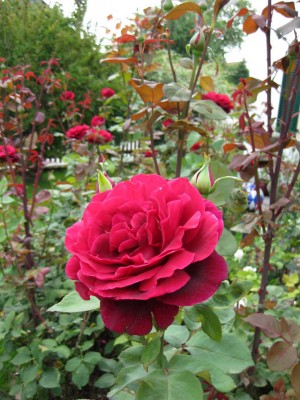 dunkle Edelrose_0372.jpg