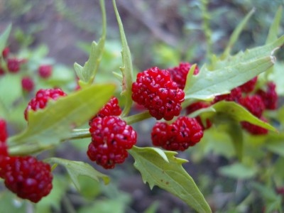 S1030608.JPG