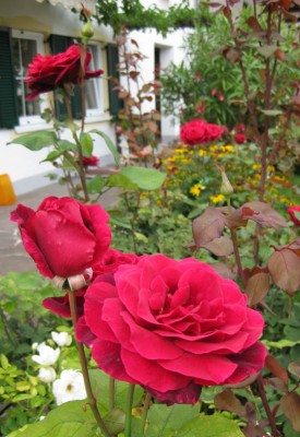 Dunkle Edelrose_0371.jpg