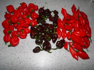 Chiliernte.jpg