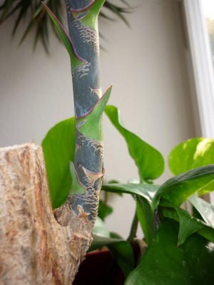 P1020113-dracaena.jpg