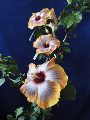 Fifth Dimension Quartett.JPG