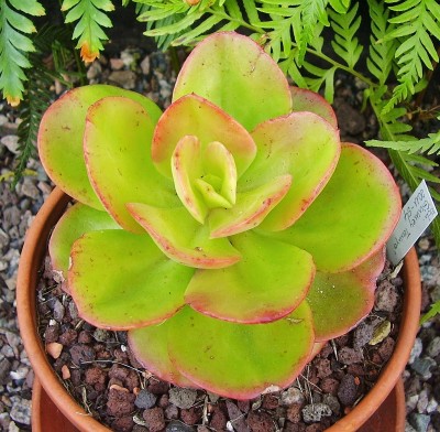 Echeveria ´Ginmey Tennyo´ (2).jpg