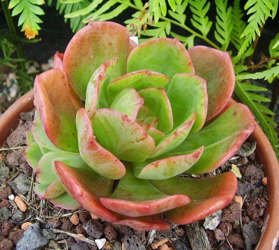 Echeveria ´Briar Rose´ (2).jpg