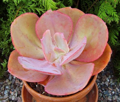 Echeveria ´Arlie Wright´ (4).jpg