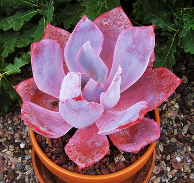 Echeveria ´Afterglow´ (3).jpg