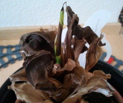 2011-10-10 14.54.30.jpg