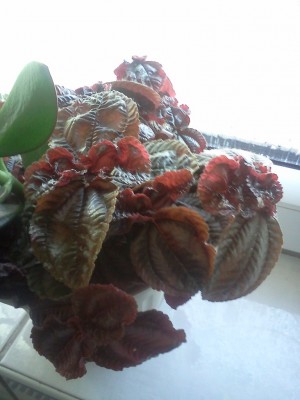 IMG20111003_004.jpg