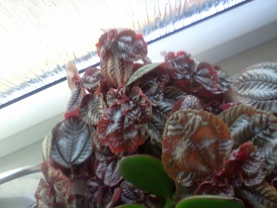IMG20111003_003.jpg