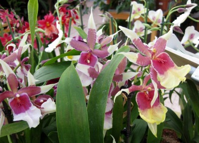 Orchis2126.jpg